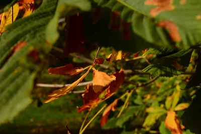 DSC_0459 (Large).JPG